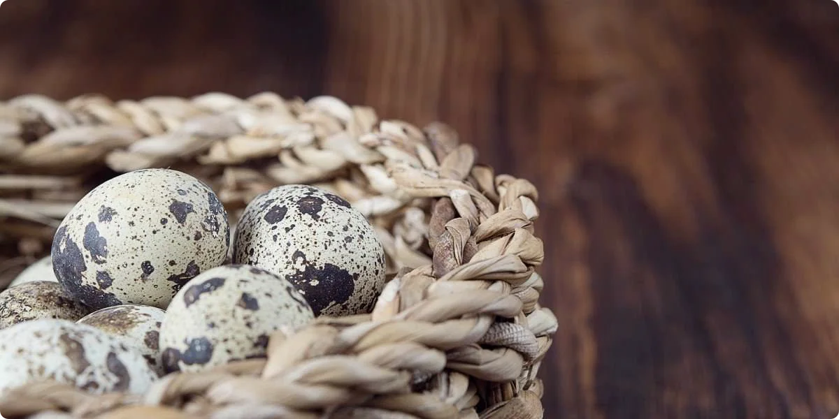 Lege nicht alle Eier in einen Korb